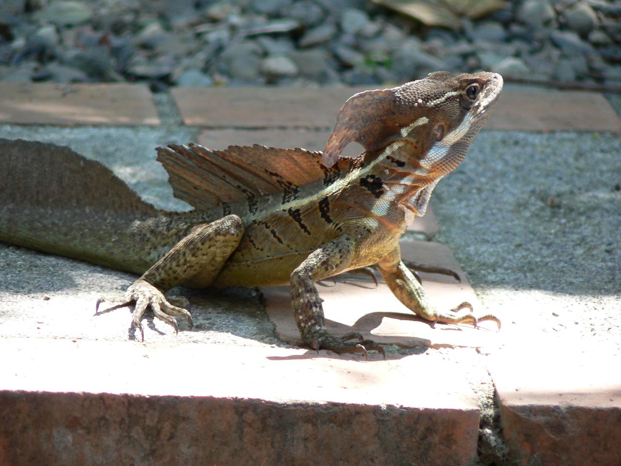 Basiliscus basiliscus