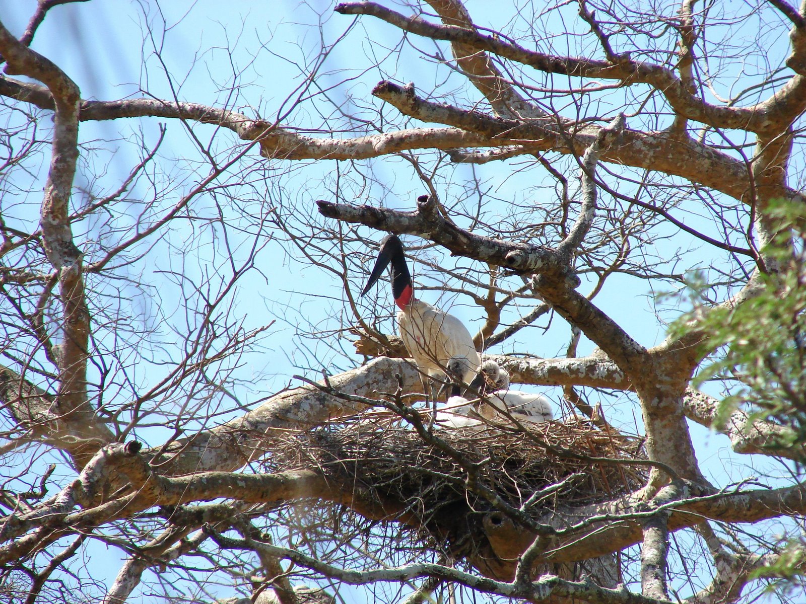 Jabiru mycteria