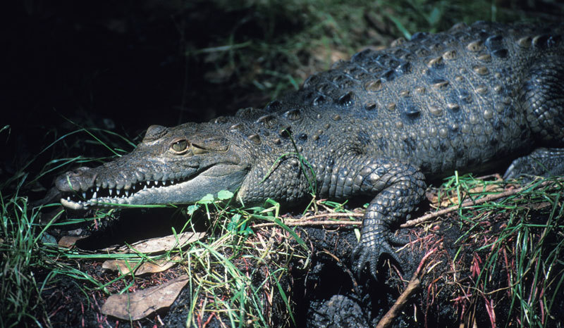 Crocodylus acutus